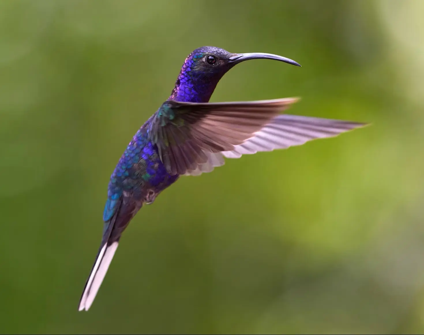 A hummingbird in flight
