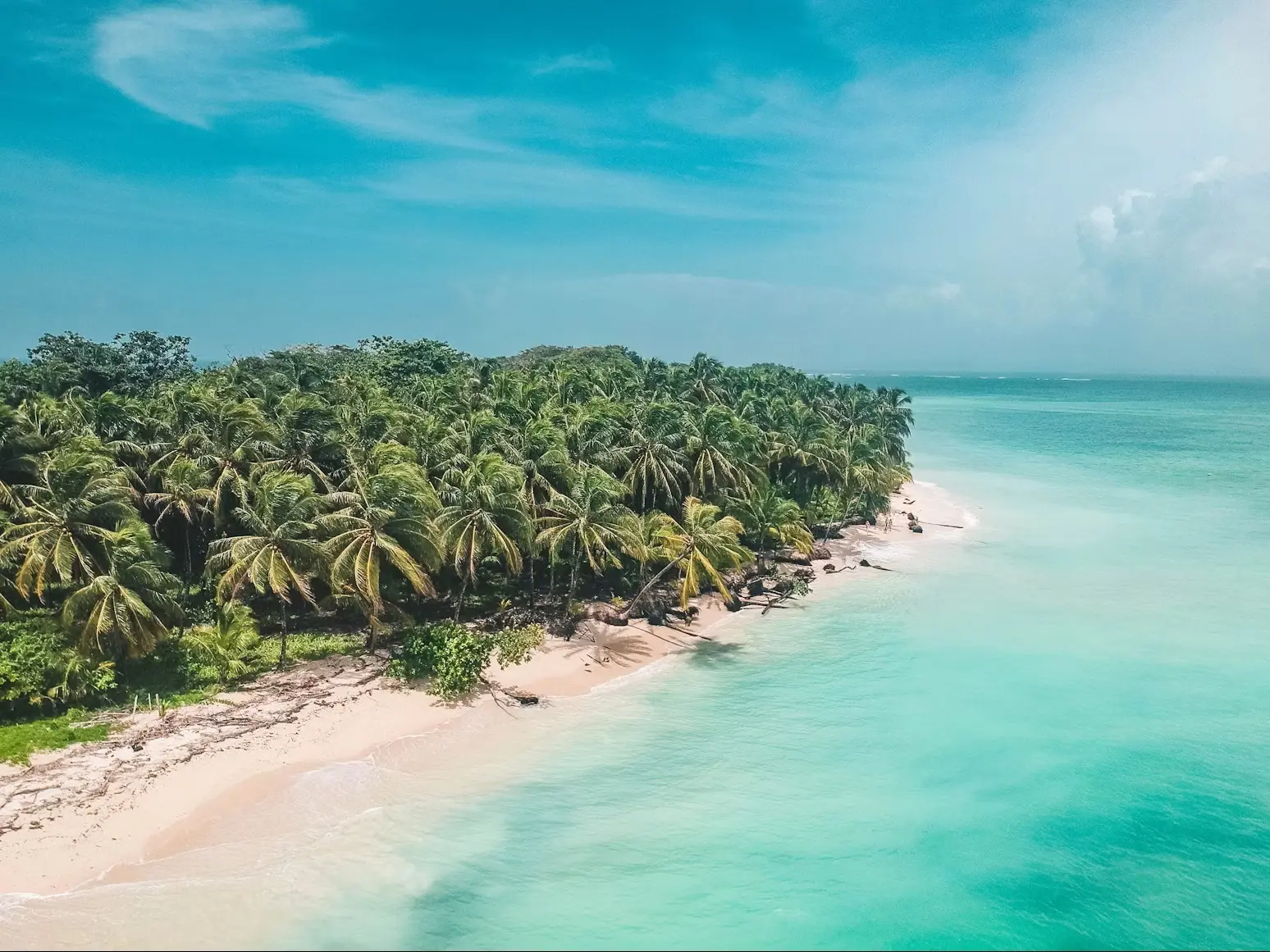 Palm forest along a straight shoreline from above