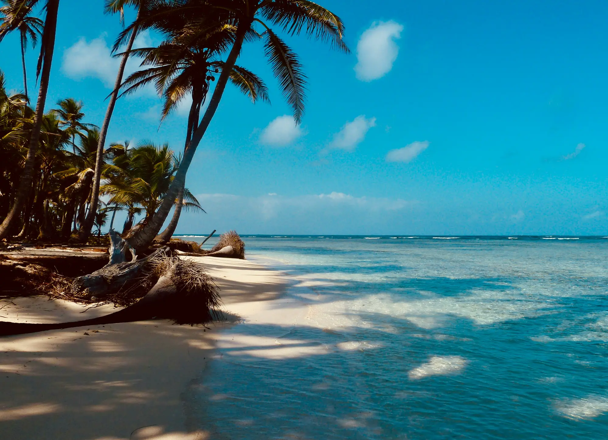 A white beach under leaning palms, a reef on the horizon
