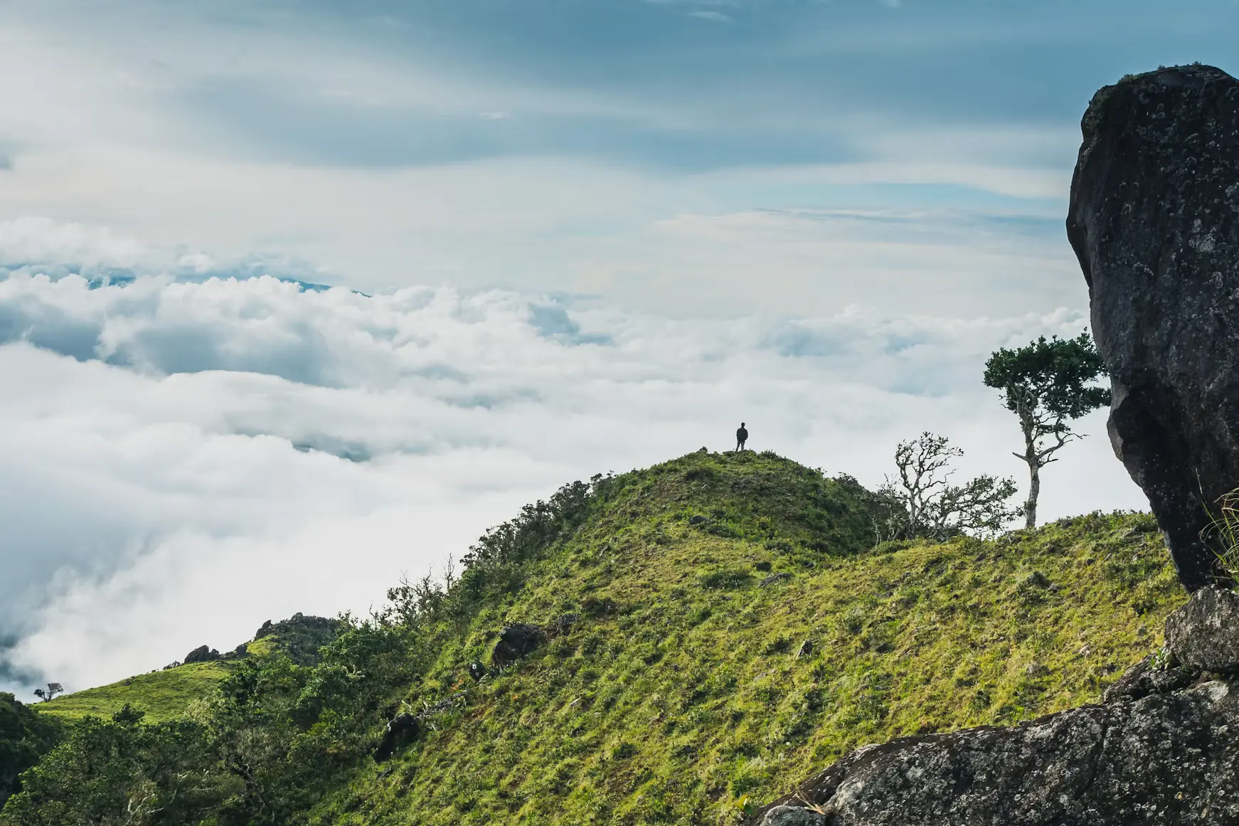 A person on a grassy ridge above a sea of cloud, a lone tree in the wind