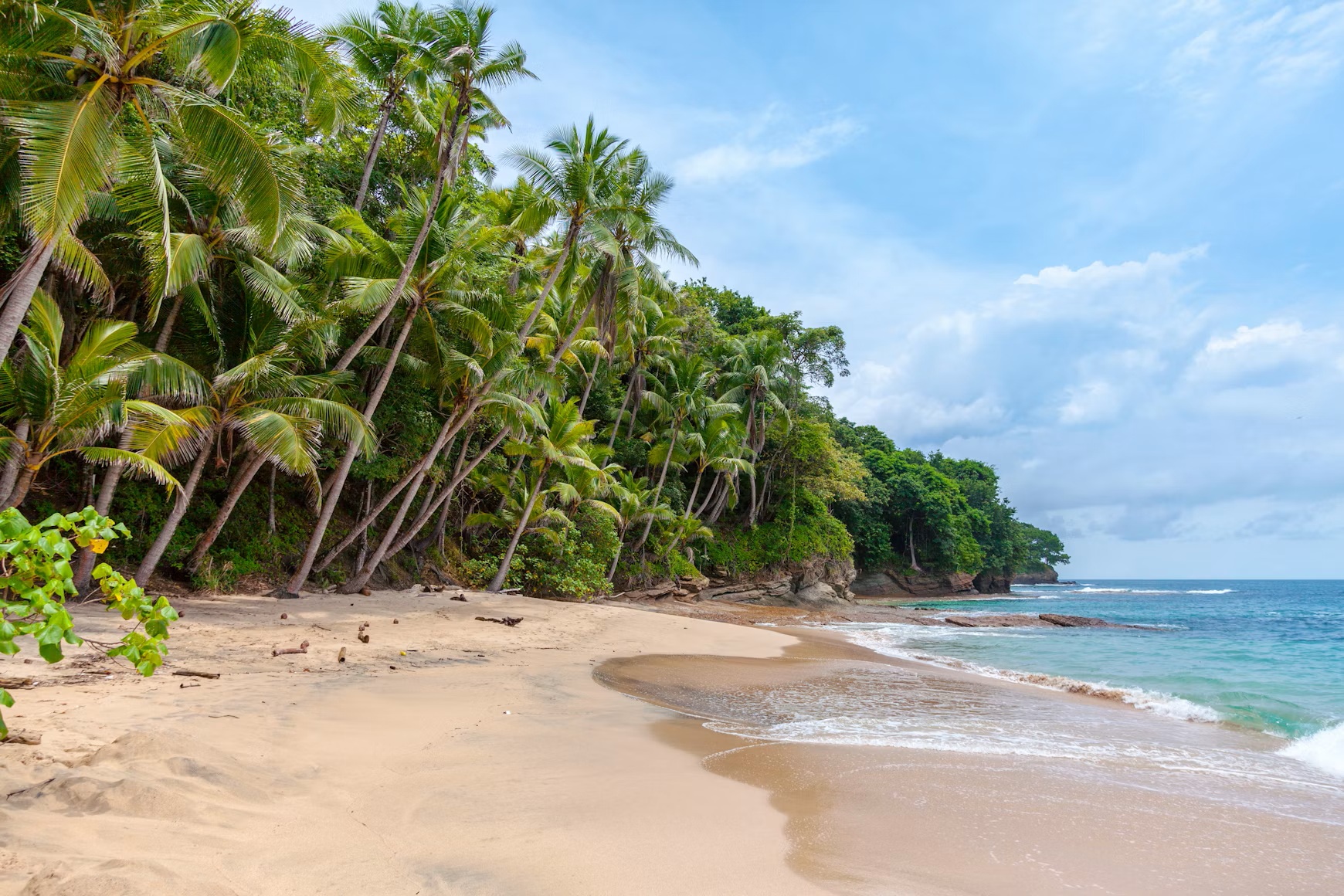 Leaning palms over pale sand, turquoise water and a green overgrown headland