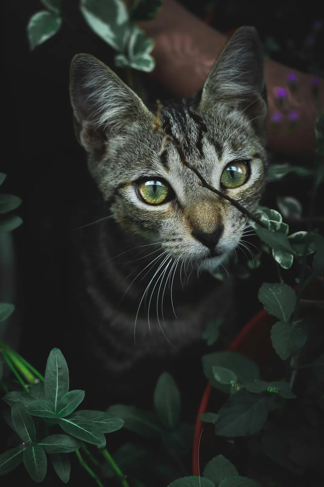 A tabby cat peering out from behind green leaves