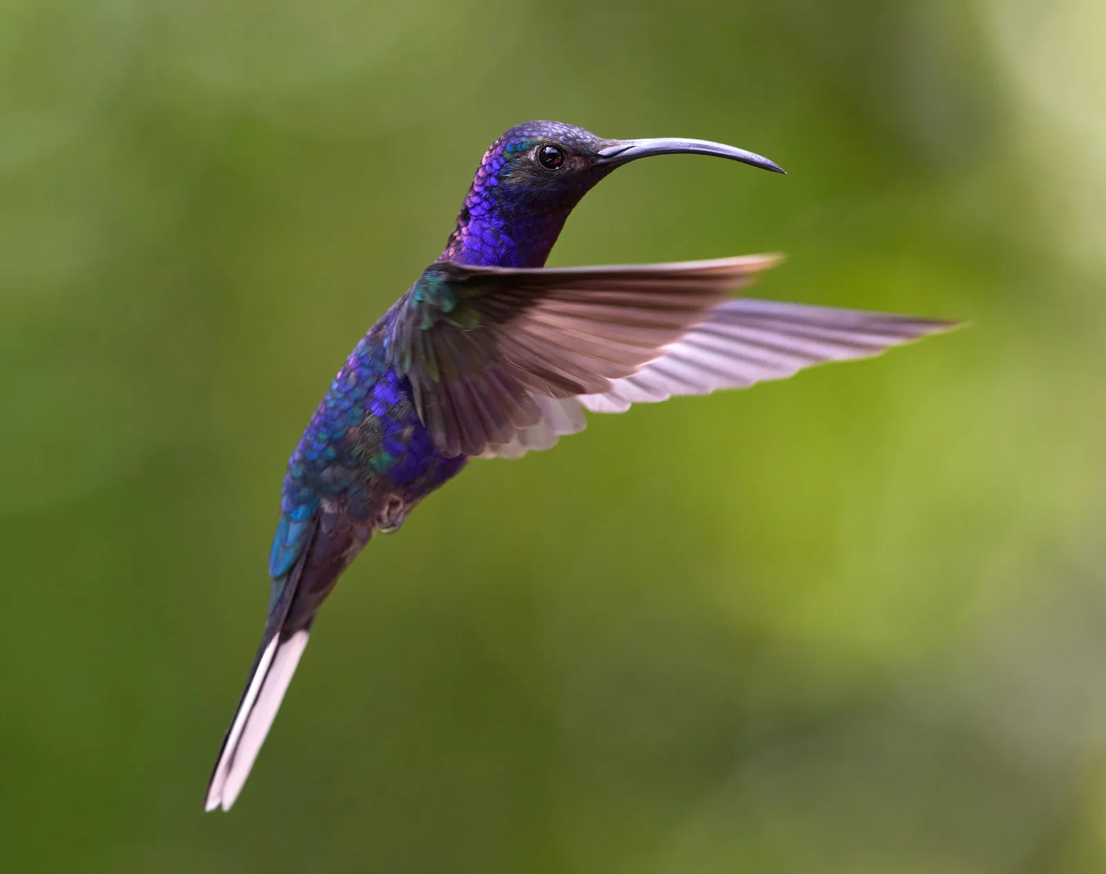 A violet hummingbird in flight against a green background