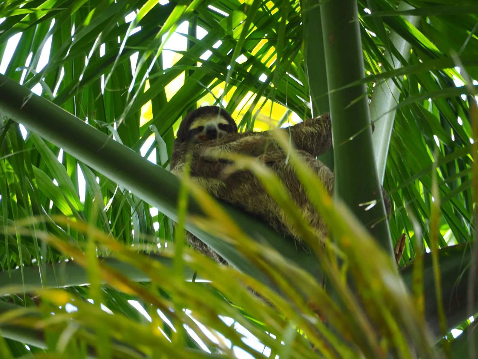 A sloth settled in the crown of a palm tree among the leaves